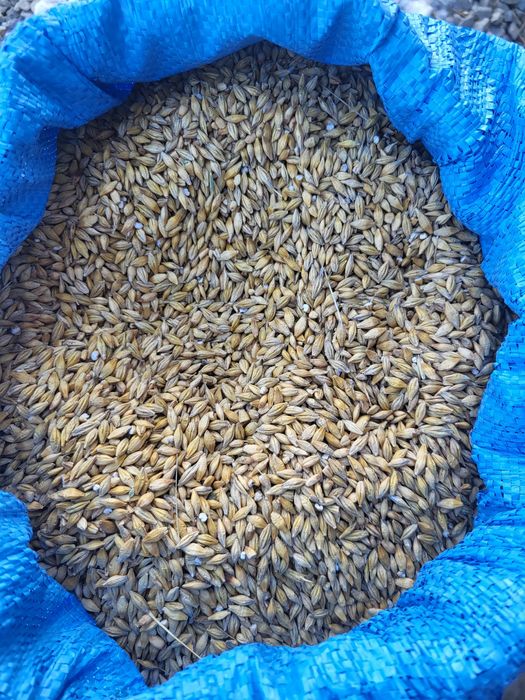 Jęczmień jary 2025