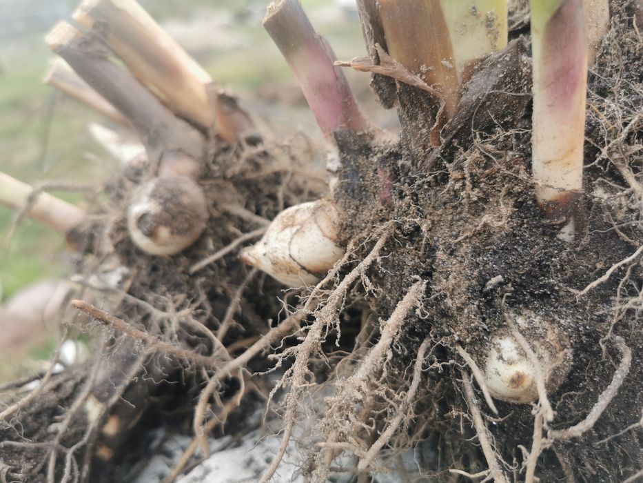 Paciorecznik kanna zestaw 10 szt canna