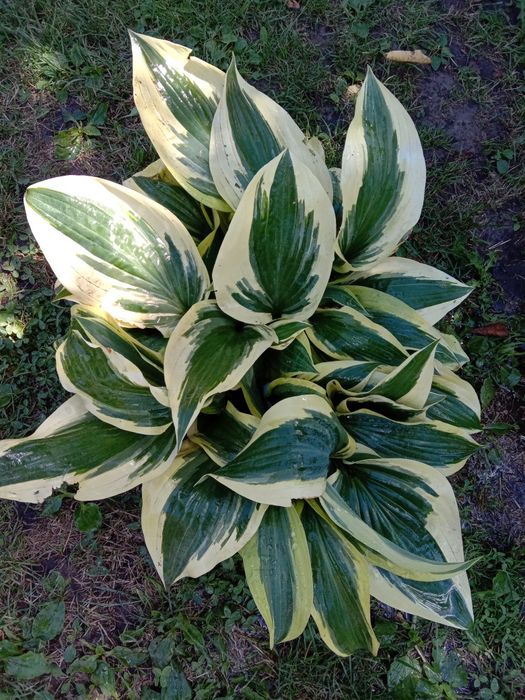 Хоста Lakeside Dragonfly