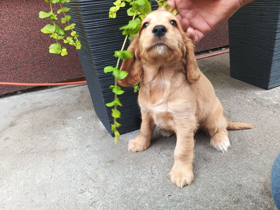 Piękne pieski Cocker spaniel