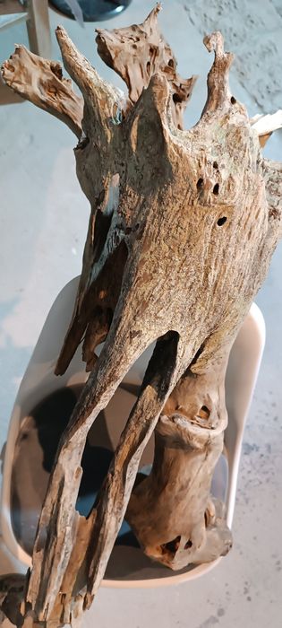 Korzeń XXL 115 cm!