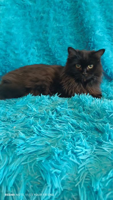 Кошка кошечка пушистая коты кішка кішечка киця