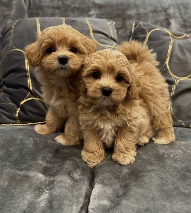 CUDOWNY Szczeniak Maltipoo  ! Rodowód + Chip!
