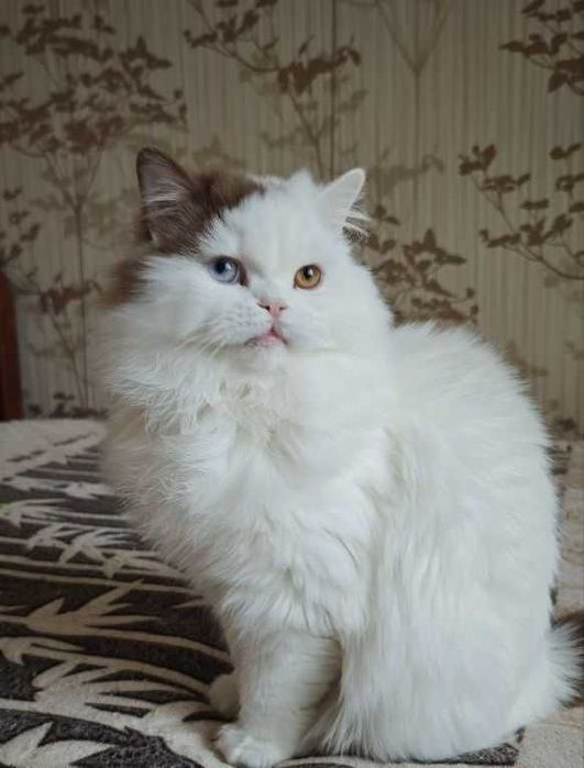 Гарний британський котик біколор, Армані