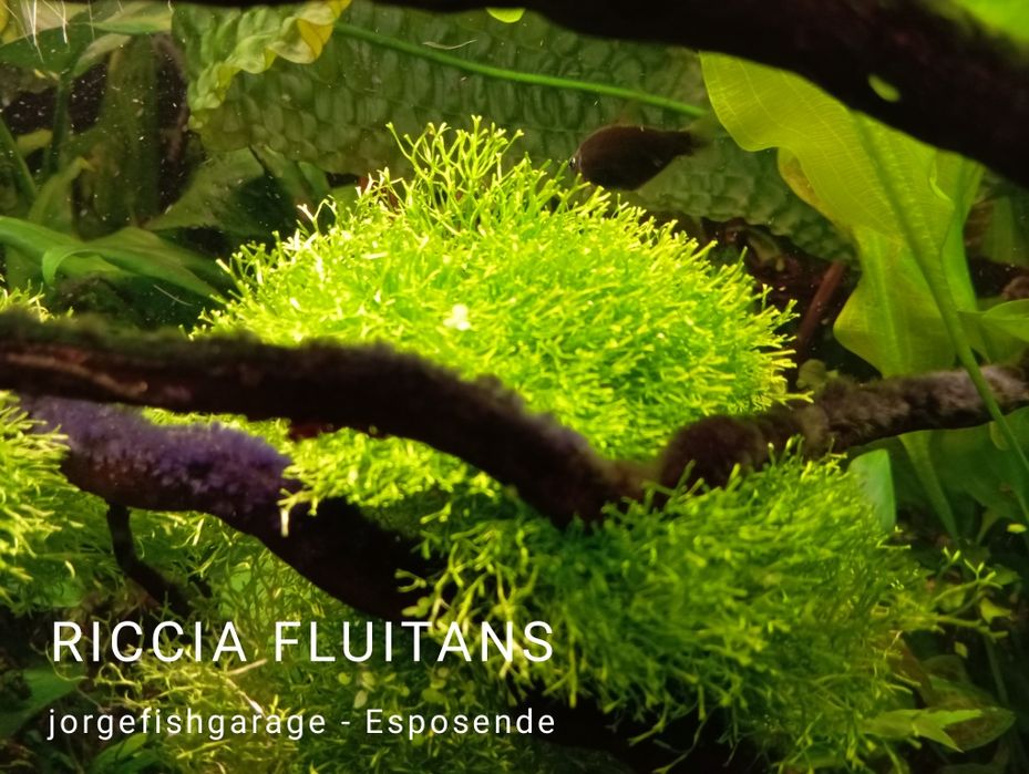 Plantas para aquário e ou lago. Enterrar, flutuantes ou prender