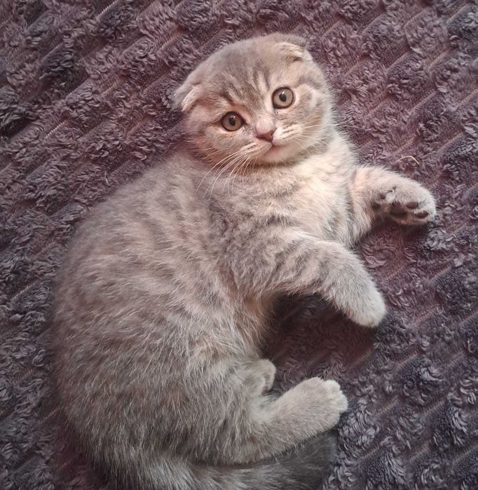 Прямовухий котик та висловуха кішечка