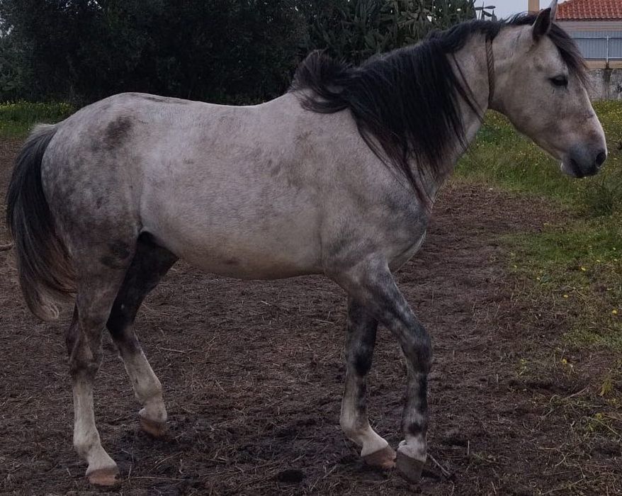 Cavalo capado 6 anos