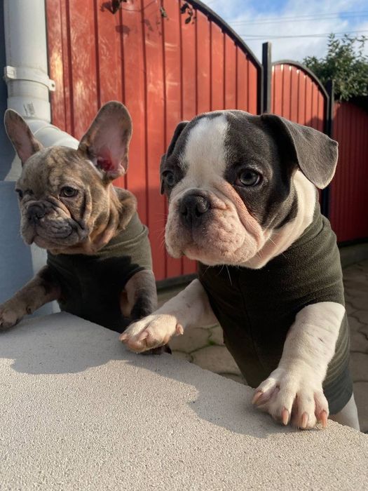 Продаються цуценята французького бульдога

Пропонуємо чарівних ц