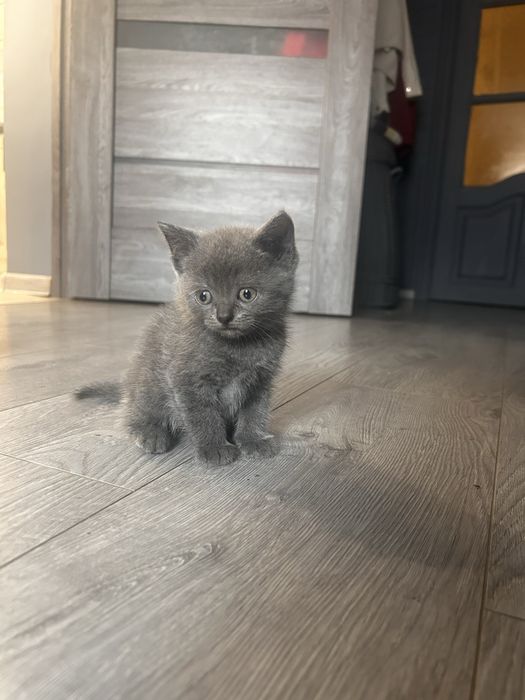 Котики в добрі руки