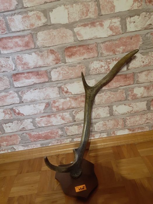 Ozdobne poroża na ścianę.