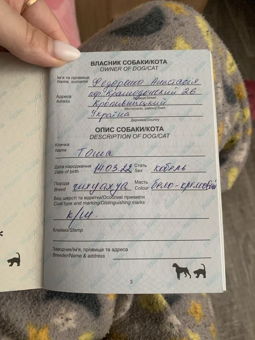 Вязка чистокровного ЧихуаЧуа