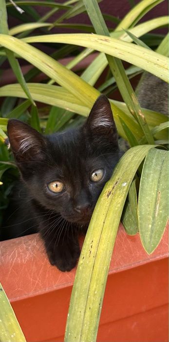 Gatinhos para adoção responsável zona Oeste