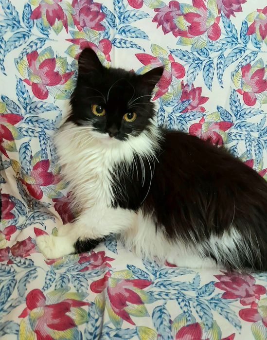 Пушистая котёнок девочка ищет дом! Котята в хорошие руки!