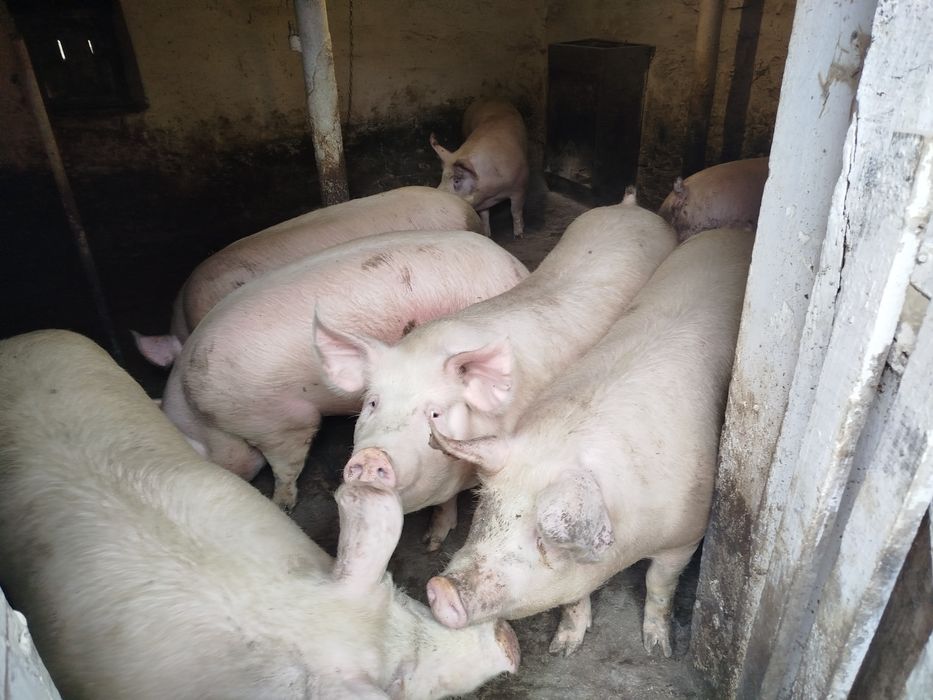 Свині живою вагою