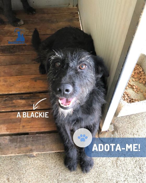 Blackie cadela jovem porte medio