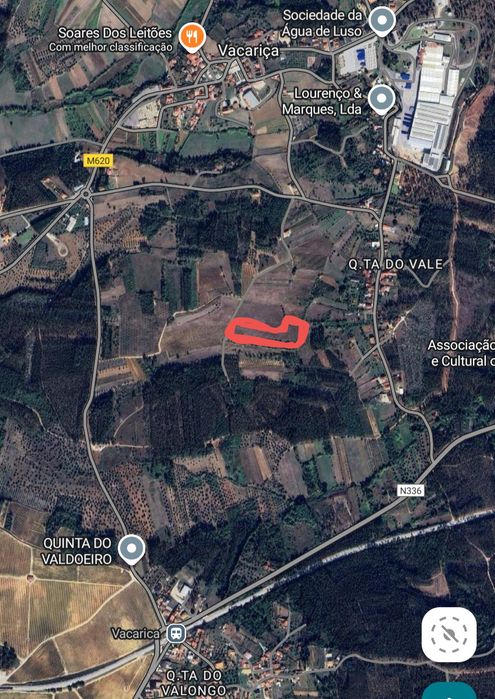 Vinha abandonada na bairrada