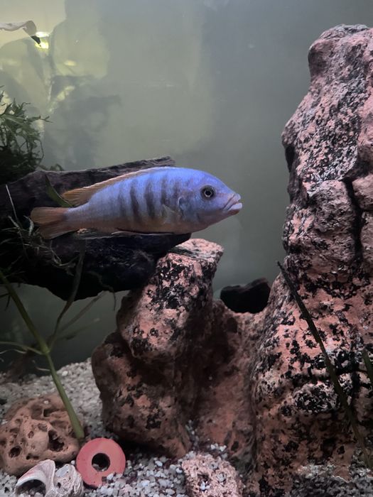 Peixe Ciclideo Africano