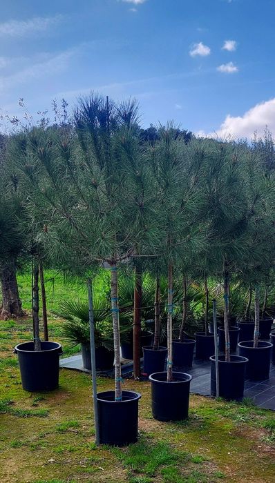 Lote 30 pinheiros mansos 1.70/1.90