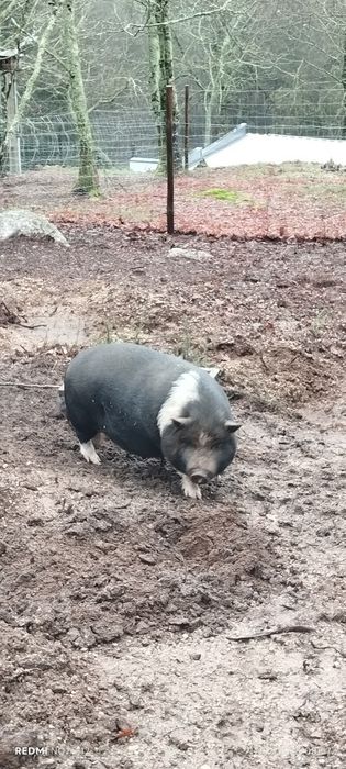 Porca vietnamita (anão)