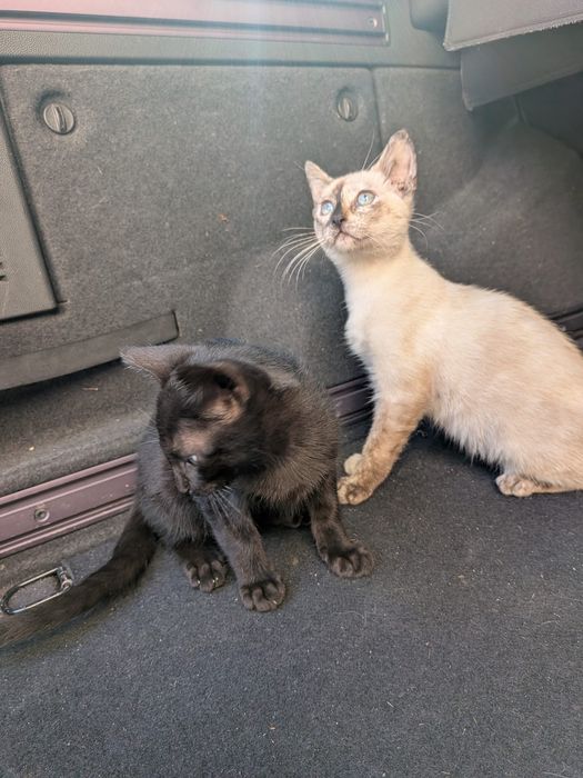Gatinhos para adoção