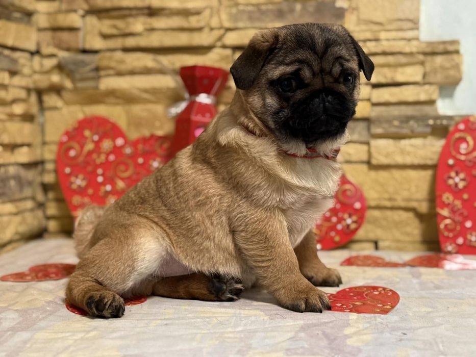 Мопс цуценя хлопчик абрикосовий