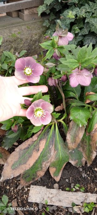 Морозник продам молоденькие кустикт