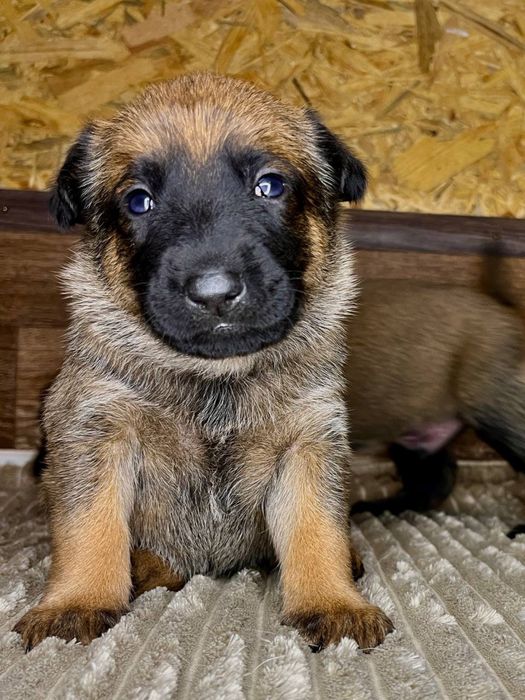 Цуценя бельгійської вівчарки малінуа
