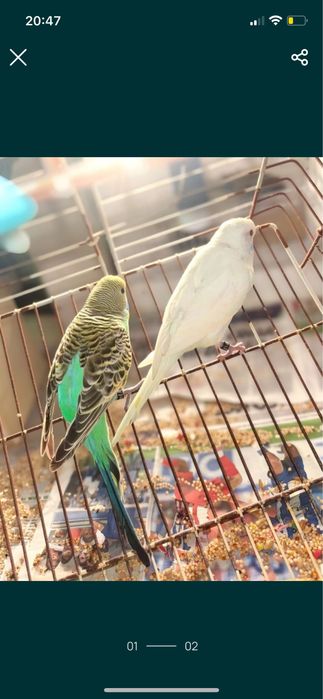 Disponivel dois casais de periquitos