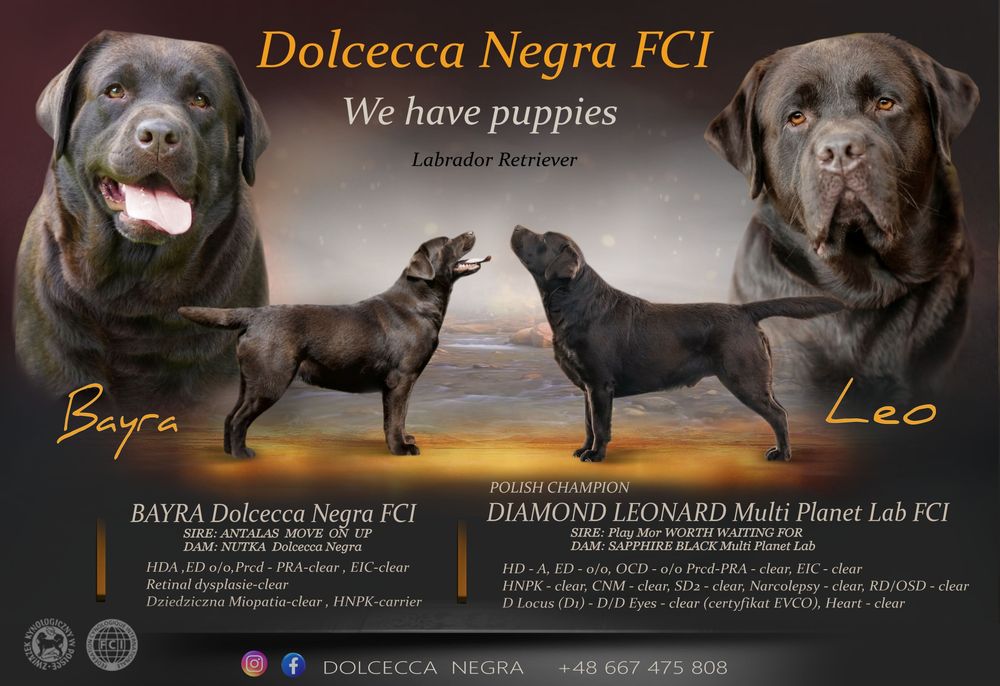Labrador retriever-czekoladowa suczka ZKwP/ FCI