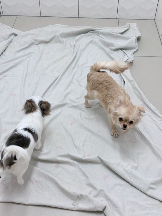 Dziewczynka chihuahua FCi