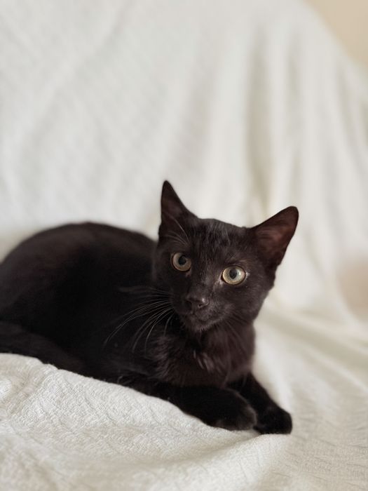 Cudowny Maciuś do adopcji!