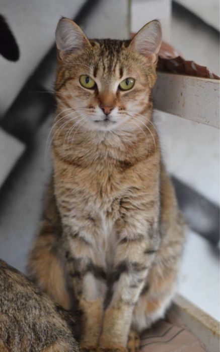 Шикарная полосаточка Афина, кошечка 2 года