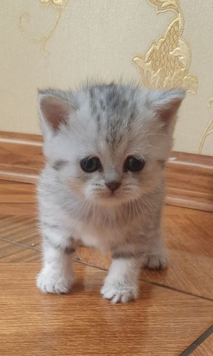 Маленький карапуз