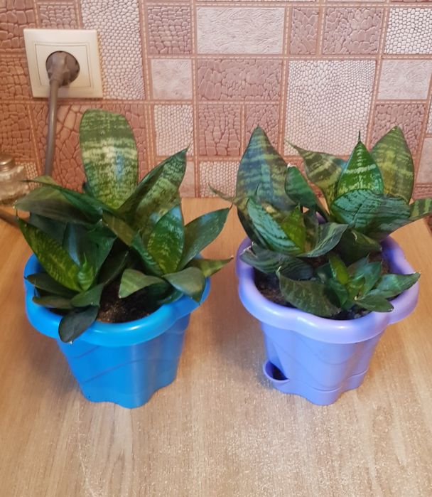 Сансевиерия с горшком 3 в 1