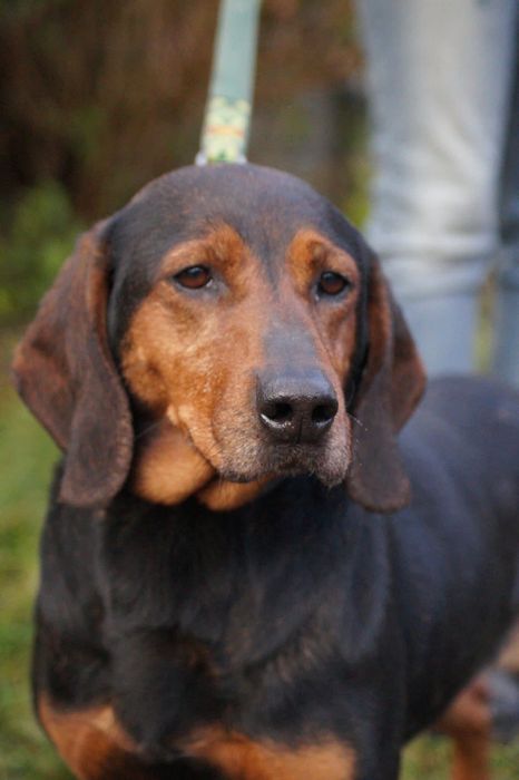 Łagodna, cudowna suczka mix gończy czeka na dom