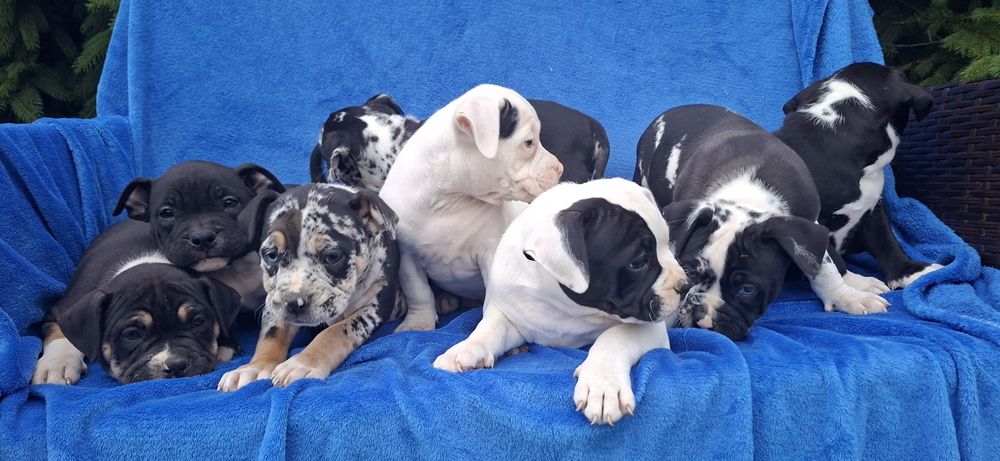 American bully standard szczenię z metryką