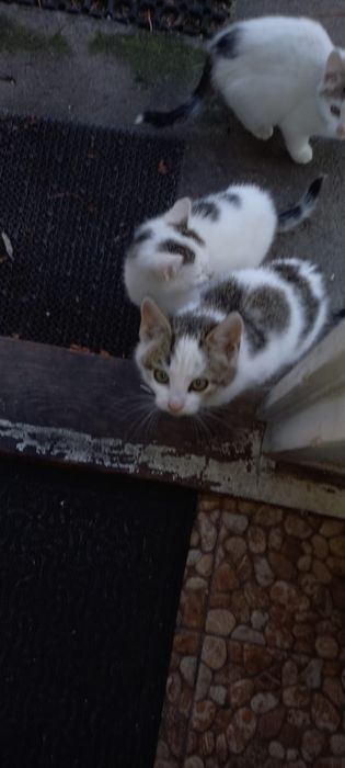 Oddam, Kotka za darmo, przytulasek.