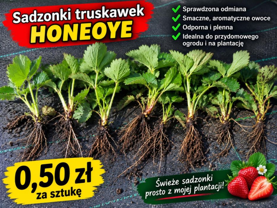 Sadzonki truskawek 300 sztuk
