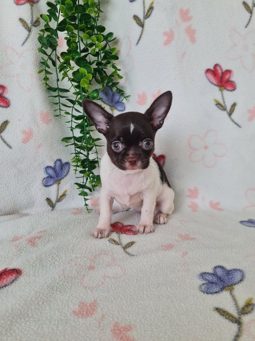 Excecional mini menina Chihuahua/Chiuaua.LinhagemRussa,Qualidade