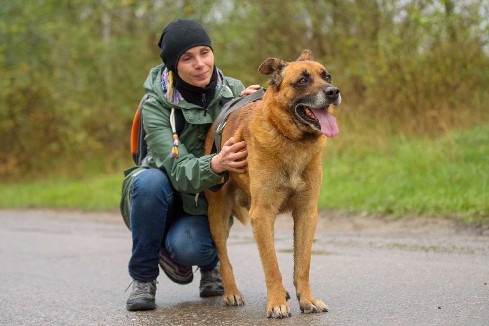 Wspaniały duży rudy pies - Lord marzy o kochającym domu