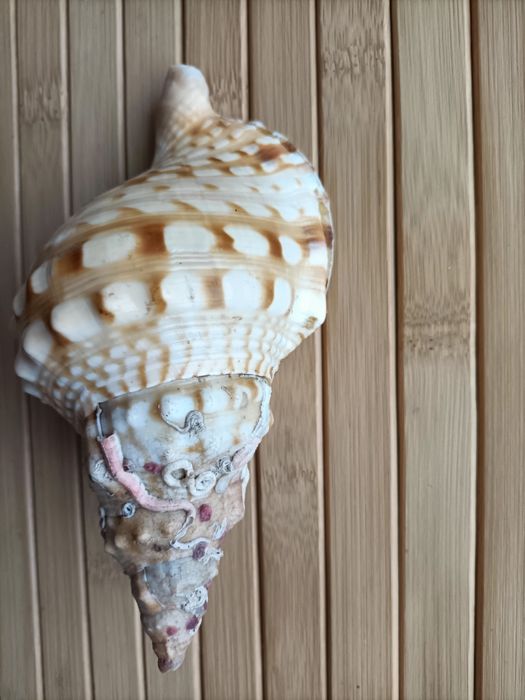 Búzio do mar decoração