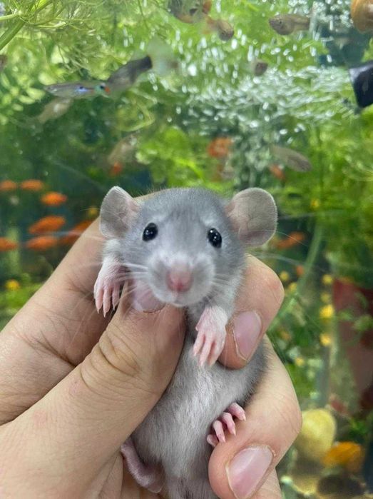 Крыски, пацючки , крысы, крыса, крисята декоративні ручні дамбо