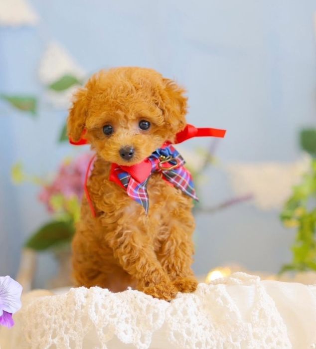 Лялькова дівчинка той пудель