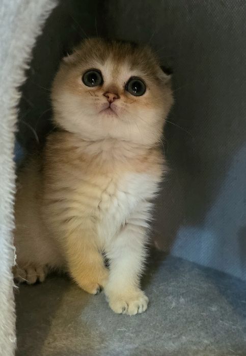 Шотландочка золота шиншила