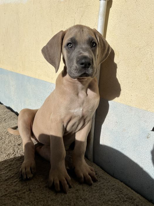 Dogue alemao Isabela