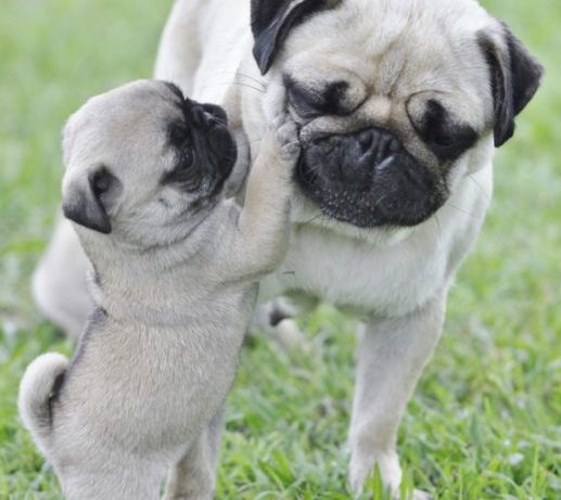 Pug Animais Olx Portugal