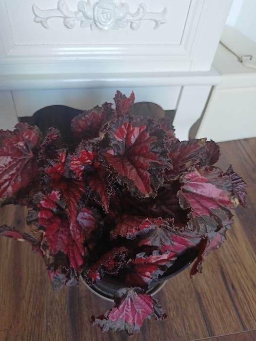 Sprzedam Begonia Rex