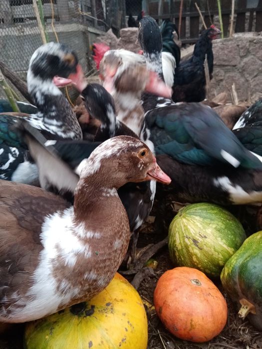 Продам індокачки різного віку