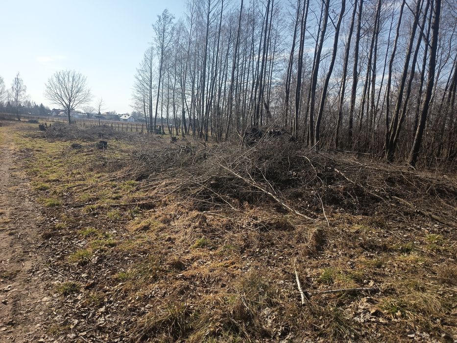 Oddam galęzie drzew liściastych