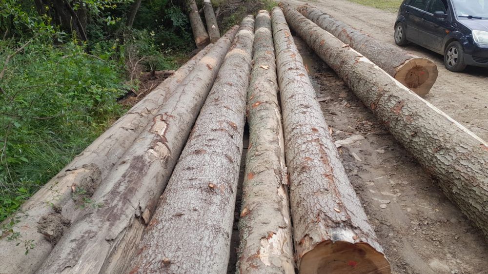 Drewno tartaczne Jodła Sosna